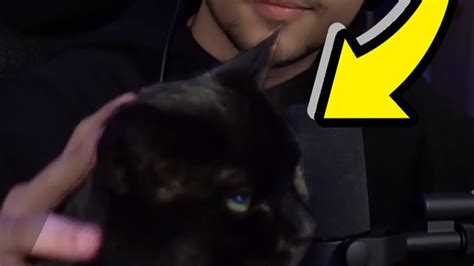 KamPlays CAT Interrupts A Stream YouTube