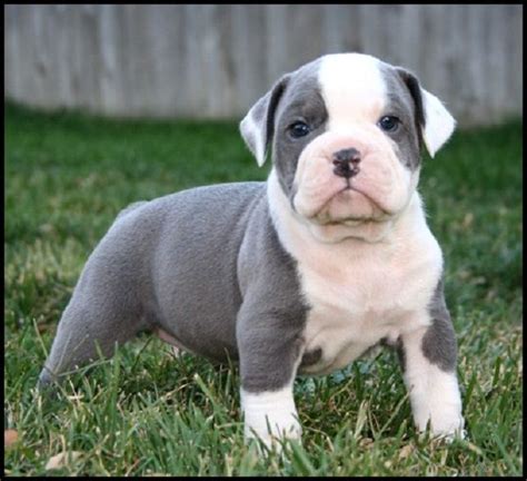 Originating in the british isles, the english bulldog is descended from the old asiatic mastiff. blue old english bulldog puppies | Zoe Fans Blog | English ...