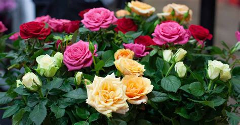 How To Buy Rose Bushes For The Garden Gardeners Path