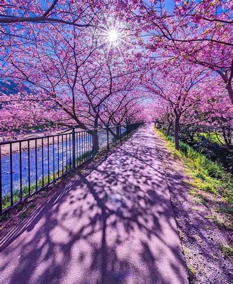 The Breathtaking Beauty Of Japanese Cherry Blossoms The Info Times