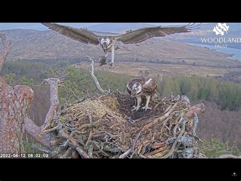 Osprey Lays Her First Egg Of Season