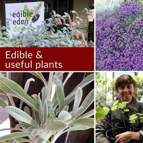 Edible And Useful Plants Edible Eden Design Store
