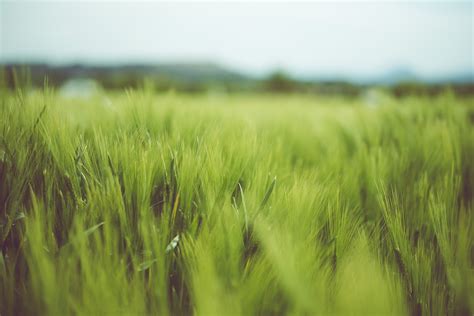 Free Images Lawn Meadow Barley Wheat Prairie Sunlight Green