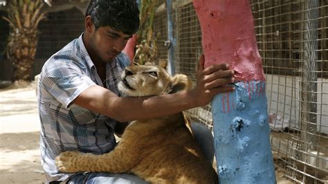 Animals Suffer In Gazas Cash Strapped Zoos News Al Jazeera