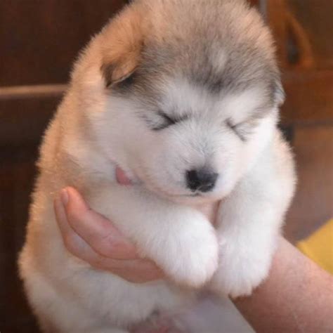 Explore Fluffy Cute Siberian Husky Puppies And Inspiration For Everyone