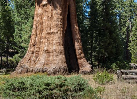 Fileunited States California Sequoia National Park