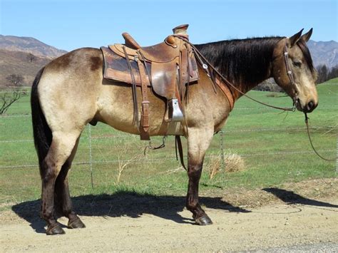 $1,800 buckskin paint quarter horse. Check out this amazing 7 YEAR OLD 15.1 HAND BUCKSKIN Quarter Horse for sale in Oak view ...