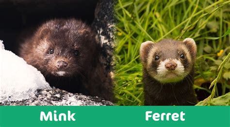 Mink Vs Ferret Whats The Difference With Pictures Pet Keen