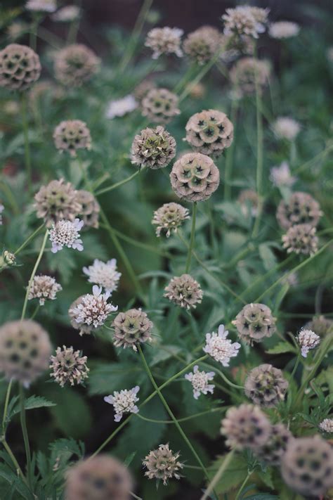Scabiosa Stellata Seeds — Little Lyndoch Flower Farm