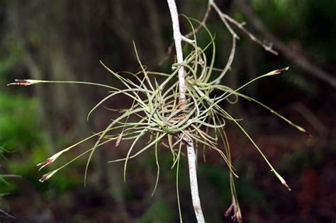 Even more fun, is that they come in a ton of different sizes and shapes, from tiny delicate cones to huge thick tentacles. Plants & Flowers » Terrarium Plants