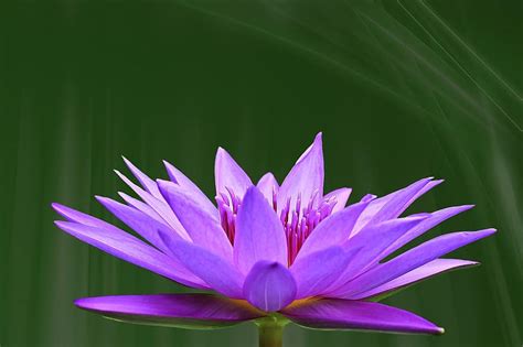 Water Lily Flower Aquatic Plant Pond Plant Blossom Bloom Pink