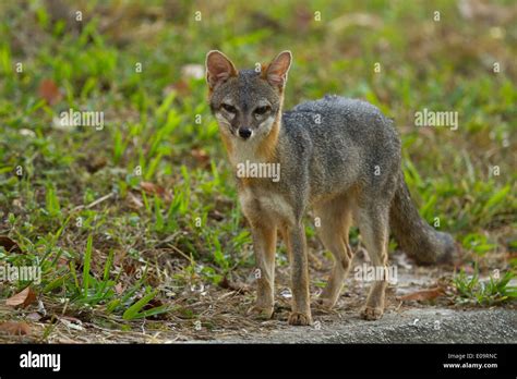 Gray Fox Urocyon Cinereoargenteus Tikal Hi Res Stock Photography And