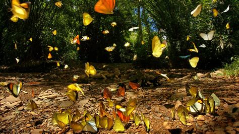 Butterflies In Forest
