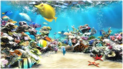 Free Download Clownfish Aquarium Live Wallpaper 700x393 For Your