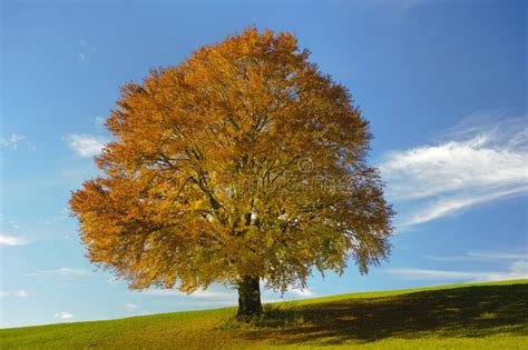 Single Beech Tree At Fall Stock Photo Image Of Isolated 35266672