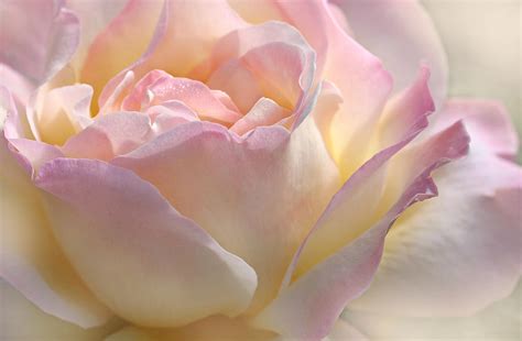 Heaven S Pink Rose Flower By Jennie Marie Schell