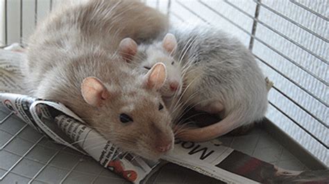 Two Mice Sitting On Top Of Newspaper In A Cage