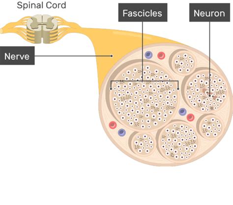 Nerve Structure Anatomy And Diagram Getbodysmart