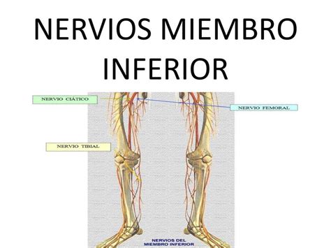 Nervios de los miembros inferiores Anatomía Nervios uDocz