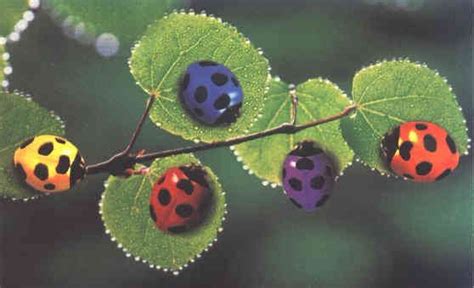 Pink Ladybugs That Are Real Photo Of Colorful Ladybugs Bugs