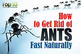 Naturally Get Rid Of Carpenter Ants