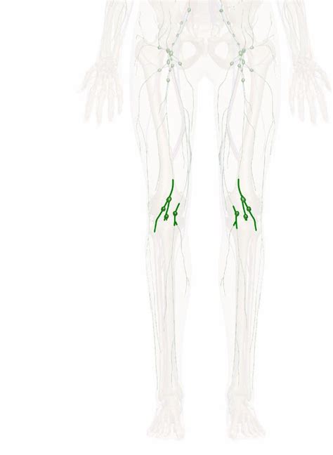 The Popliteal Nodes Anatomy And 3d Illustrations