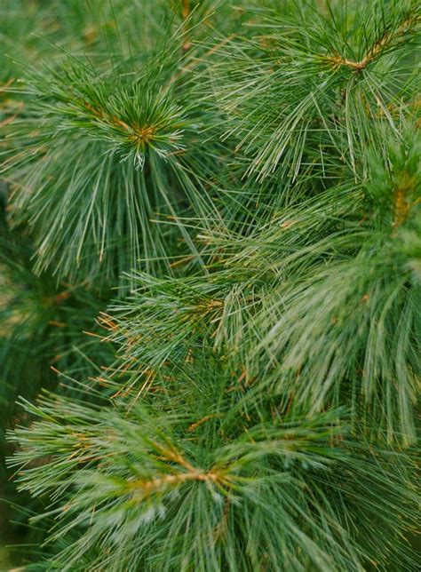 The 18 Best Conifers For Landscaping Thats Beautiful All Year Long