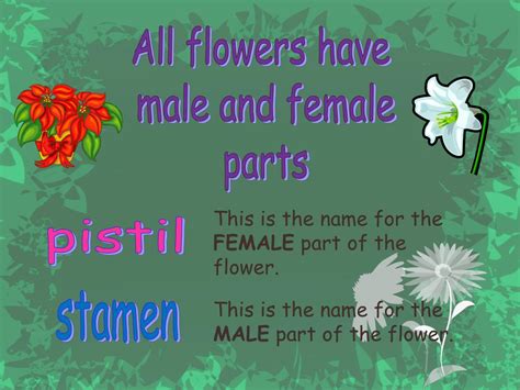 Flower Parts And Their Functions Ppt Best Flower Site