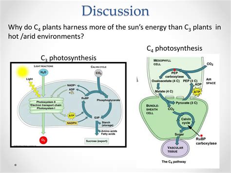 Ppt The Effect Of Elevated Oxygen Levels On Photosynthesis In C3 Vs