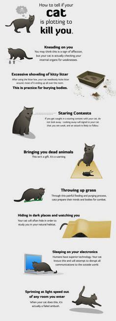1000 Images About How To Tell If Your Cat Is Plotting To