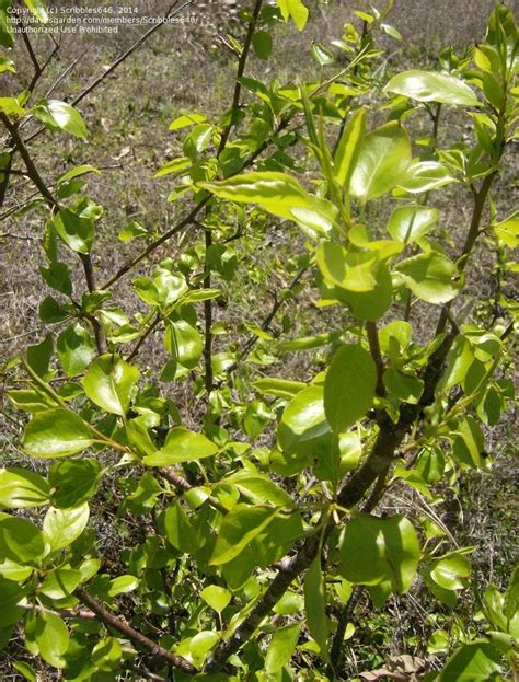 Plant Identification East Texas Thorn Trees 3 By