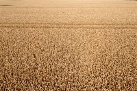 Premium Photo Aerial Top View Of Wheat Field And Tracks From Tractor
