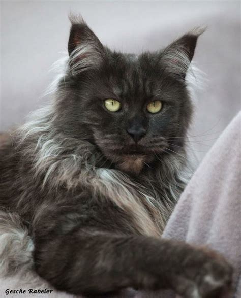 The 25 Best Black Norwegian Forest Cat Ideas On Pinterest Forest Cat