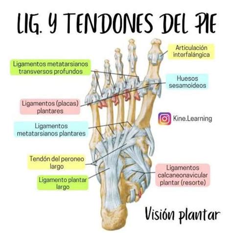 Ligamentos Y Tendones Del Pie Yudocorg Udocz