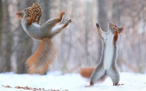 Hintergrundbilder Tiere Natur Schnee Winter Eichhörnchen