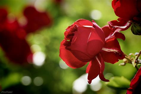 Red Rose Thomas Beckert Flickr