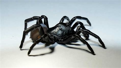 Mysterious New Species Of Venomous Spider Discovered In Florida