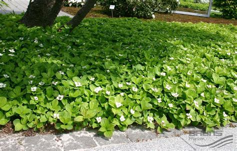 Image Result For Cornus Canadensis Plantering Perenner Växter