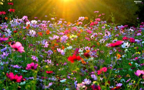 Rays Sun Flowers Cosmos Meadow Beautiful Views Wallpapers 2048x1280