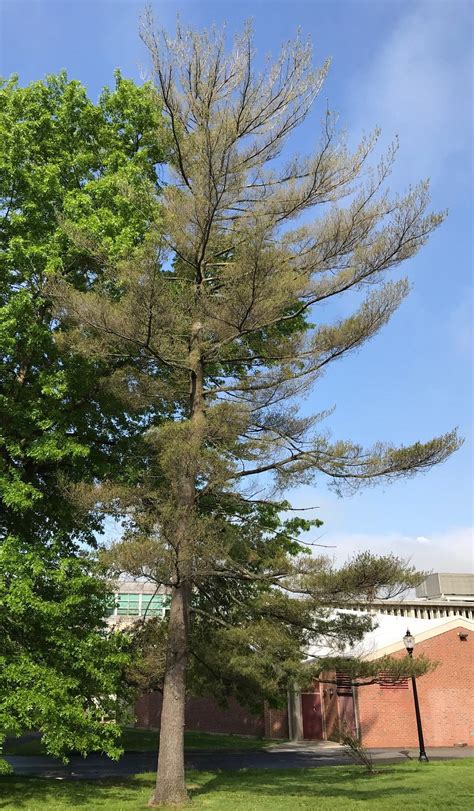 Dieback Of Eastern White Pine Pinus Strobus Pathogens Pests And A