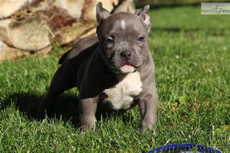 American pitbull puppies pocket style 61.96 miles. American Bully puppy for sale near Inland Empire ...