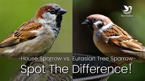 Another Introduced Sparrow To Watch Out For Eurasian Tree Sparrow Vs