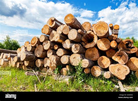 Piles Of Timber Along The Forest Road In Summertime Stock Photo Alamy
