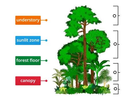 Layers Of The Rainforest Labelled Diagram