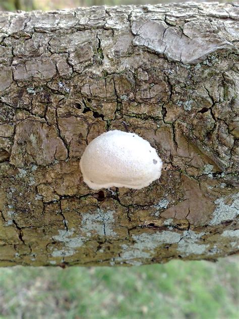 Mystery Fungus On Tree Bark Flickr Photo Sharing