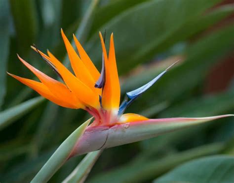 Bird Of Paradise Plant How To Grow This Tropical Plant Uk
