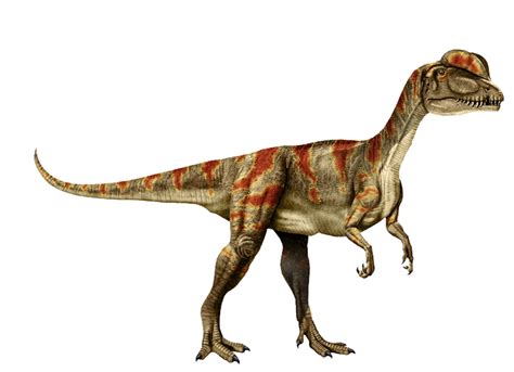 Dilophosaurus Dinosaur Wiki Fandom