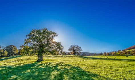 Free Picture Blue Sky Tree Countryside Summer Hill Grass