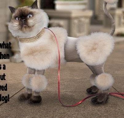 Yikes … are you noticing your cat losing hair? Stop Laughing!! | Cat grooming, Cat haircut, Cat grooming ...