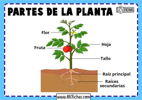 La Planta Estructura Y Funciones De Las Partes De La Planta